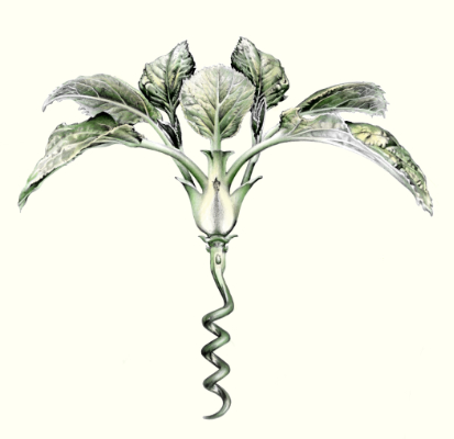 Cath Riley | Drawings and Illustration - miscellaneous